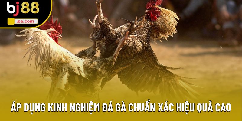 Áp dụng kinh nghiệm đá gà chuẩn xác hiệu quả cao