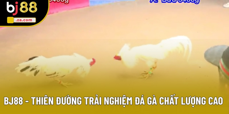 BJ88 - Thiên đường trải nghiệm đá gà chất lượng cao