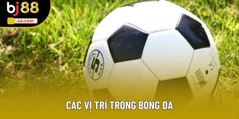 Các Vị Trí Trong Bóng Đá: Giải Thích Chi Tiết Cho Tân Binh