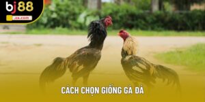 Cách Chọn Giống Gà Đá Nhiều Người Tìm Hiểu Nhất Hiện Nay