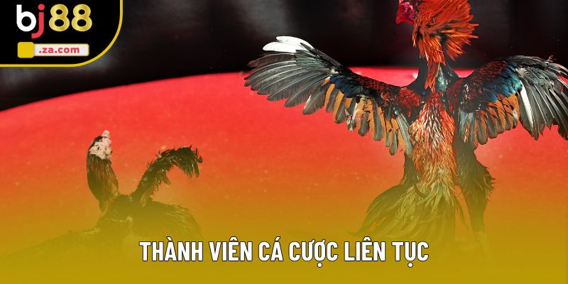 Thành viên cá cược liên tục