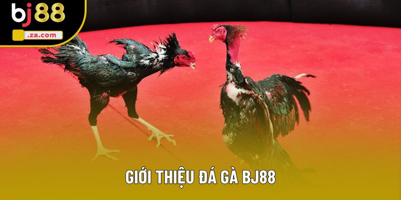 Giới thiệu đá gà BJ88
