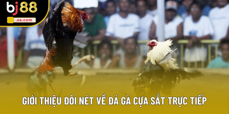 Giới thiệu đôi nét về đá gà cựa sắt trực tiếp