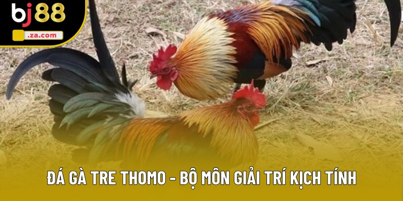 Đá Gà Tre Thomo - Trận Chiến Mãn Nhãn, Kịch Tính Và Hấp Dẫn