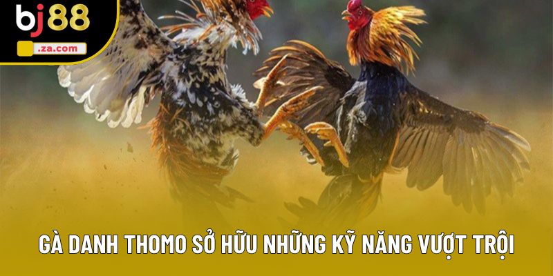 Gà danh Thomo sở hữu những kỹ năng vượt trội