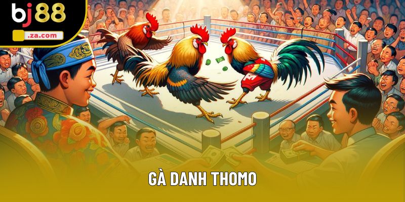 Gà Danh Thomo - Những Chiến Kê Xuất Sắc Đáng Chú Ý