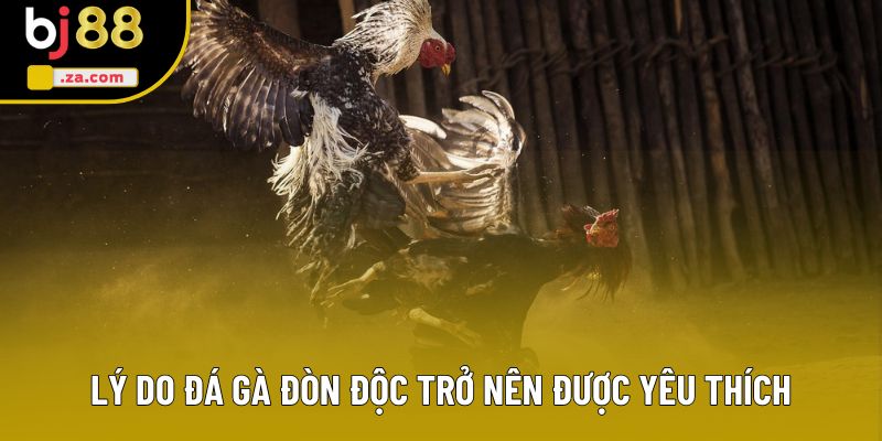 Lý do gà đá đòn độc trở nên được yêu thích