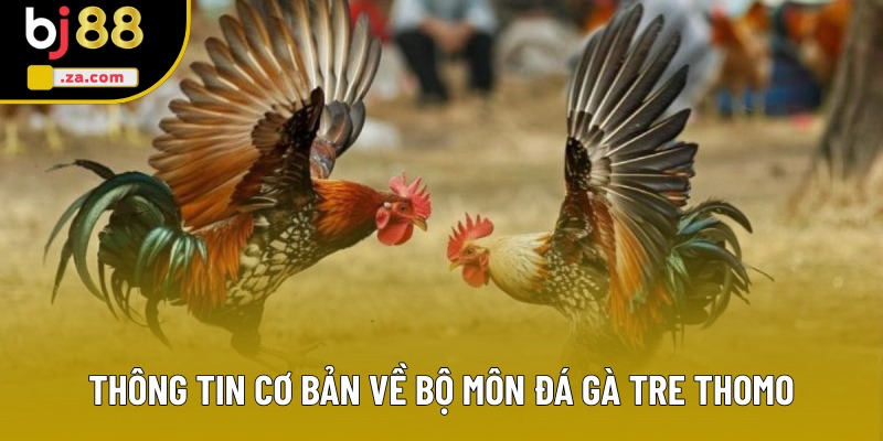 Thông tin cơ bản về bộ môn đá gà tre Thomo