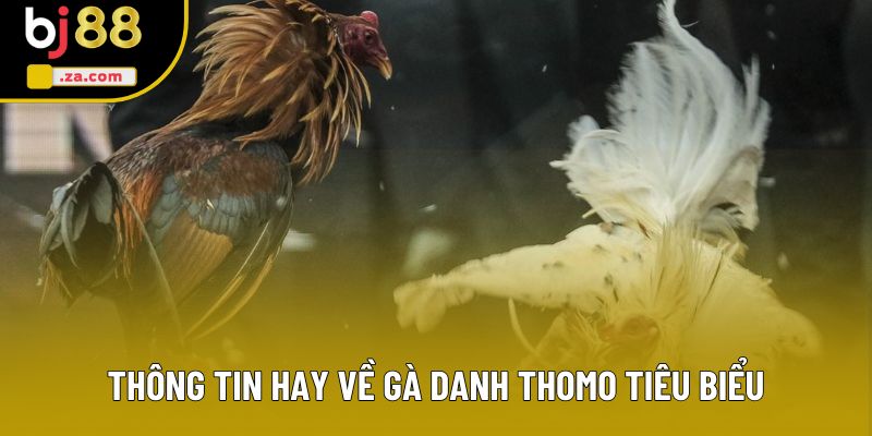 Thông tin hay về gà danh Thomo tiêu biểu